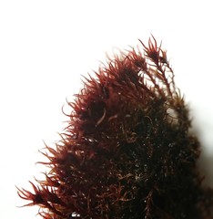 Vinealobryum vineale