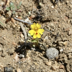 Erythranthe carsonensis