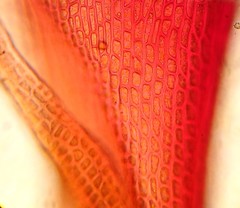 Vinealobryum vineale