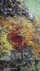 Vinealobryum vineale