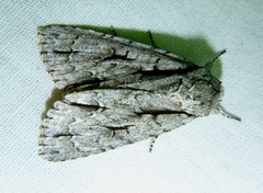 Acronicta hasta