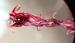 Vinealobryum vineale