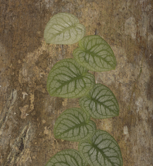 Monstera dubia, photograph (c) Pablo Silva, some rights reserved (CC BY)