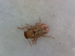 Pachybrachis hepaticus