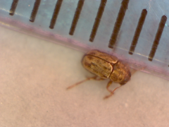 Pachybrachis hepaticus