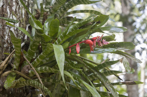Aechmea chantinii, photograph 2