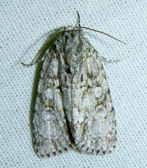 Acronicta impleta