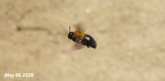Xylocopa appendiculata