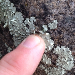 Xanthoparmelia mexicana