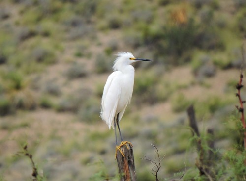 Snowy Egret