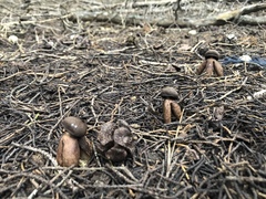 Geastrum fornicatum
