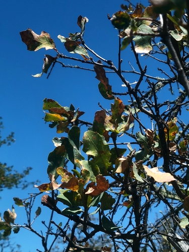 iNaturalist observation photo of Dumosae