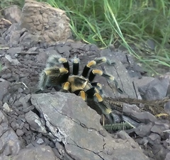Brachypelma hamorii