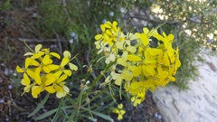 Erysimum asperum