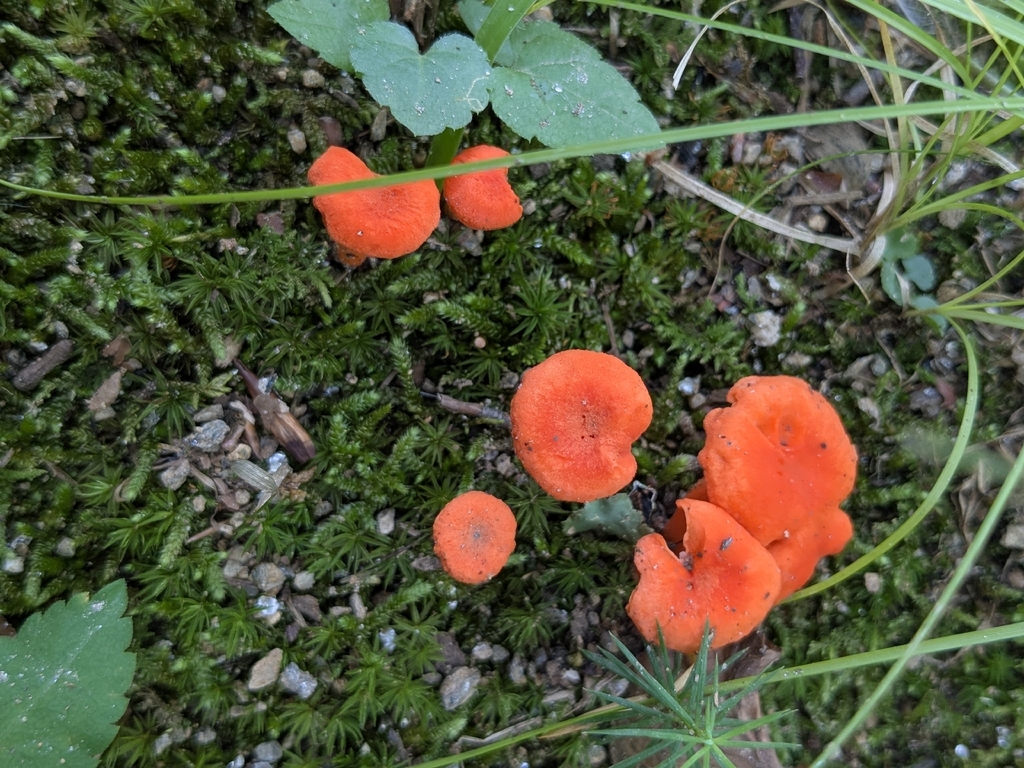 Red Chanterelle · August 2026 · photo: Photo: (c) Hannah Jones, some rights reserved (CC BY) · iNaturalist