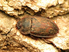 Phenolia grossa