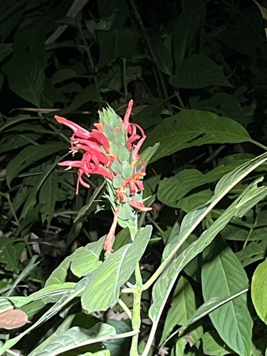 Pachystachys coccinea, 2026-08-09
