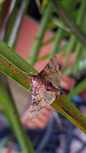 Azochis rufidiscalis