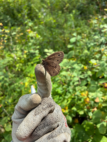 Common Wood-Nymph