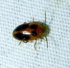 Sacodes pulchella