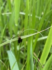Nemophora albiantennella