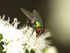 Lucilia illustris
