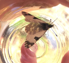 Euchloe ausonia