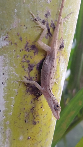 Border Anole