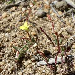 Camissonia contorta