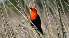 Scarlet-Headed Blackbird photo 5