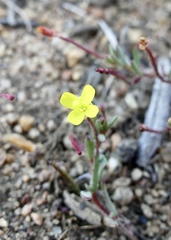 Camissonia contorta