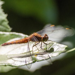 Erythrodiplax melanorubra