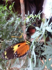 Heliconius ismenius metaphorus