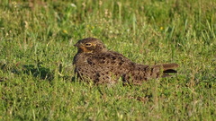Chordeiles nacunda