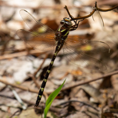 Cordulegaster bilineata