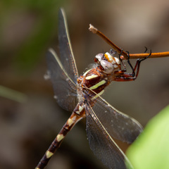 Cordulegaster bilineata