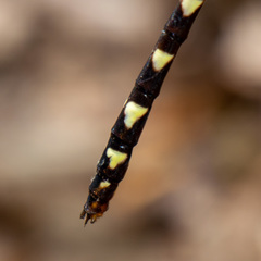 Cordulegaster bilineata