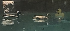 Anas platyrhynchos