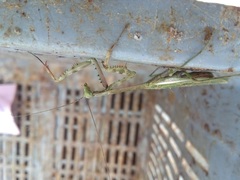 Stagmomantis theophila