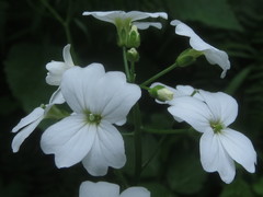 Cardamine angulata