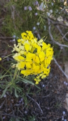 Erysimum asperum
