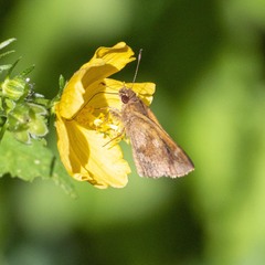 Cymaenes odilia