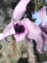 Dendrobium anosmum