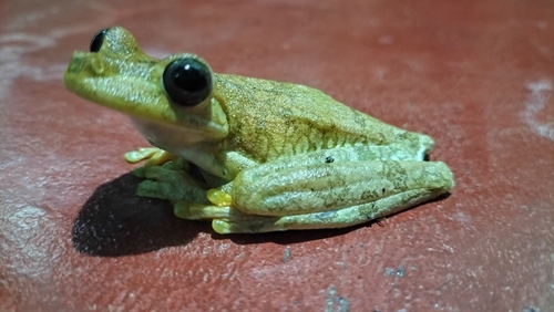 Rosenberg's Gladiator Frog