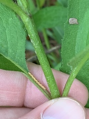 Silphium asteriscus latifolium