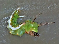 Pseudacraea lucretia tarquinea