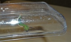 Pseudacraea lucretia tarquinea