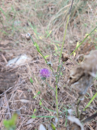 Cirsium texanum, photograph 6