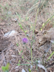 Cirsium texanum, photograph (c) Noland Martin, some rights reserved (CC BY)