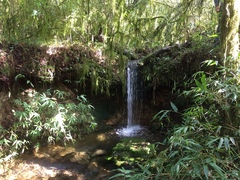 Chusquea ramosissima